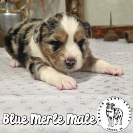 Xavier - Blue merle male Miniature Australian Shepherd puppy in Jaroso, Colorado from Heaven Sent Aussies