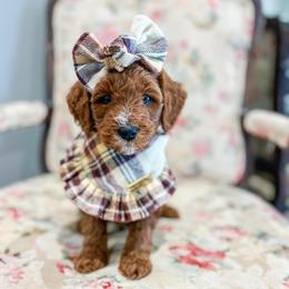Rani - Red  female Goldendoodle puppy in Sulphur, Louisiana from Curly Q’s Of Carlyss