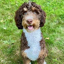 Bernie - Bernedoodle