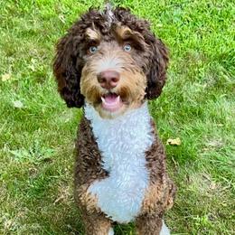Bernie - Bernedoodle