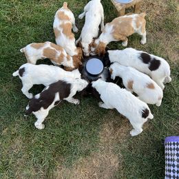 Brittany Puppies from Assets Brittany’s