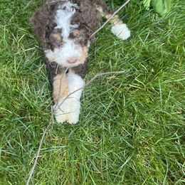 Bernedoodle Puppies from Lovey Dovey Bernedoodles