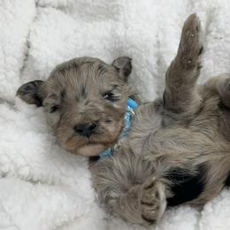 Blue collar - Merle male Sheepadoodle puppy in Thornville, Ohio from Four Front Doodles & Friends
