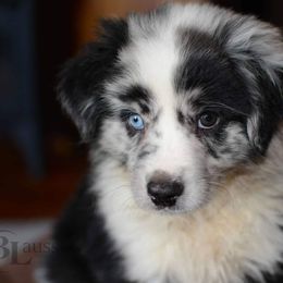 Aussiedoodle, Australian Shepherd, Miniature Australian Shepherd, and Toy Australian Shepherd Puppies from 3Laussies