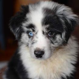Aussiedoodle, Australian Shepherd, Miniature Australian Shepherd, and Toy Australian Shepherd Puppies from 3Laussies