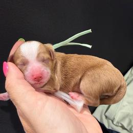 Alani - Red  female Goldendoodle puppy in Macon County, North Carolina from Mountain Doodles