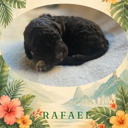 Boy 5 - Brown male Lagotto Romagnolo puppy in Salida, California from Harper's Lagotti