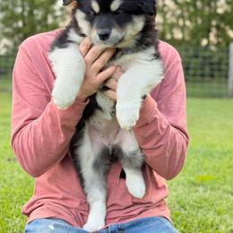 Girl 6 - Black and white female Alaskan Malamute puppy in Rensselaer, Indiana from Moot Manor Malamutes