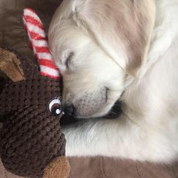 Golden Retriever Puppies from Golden Pond Retrievers
