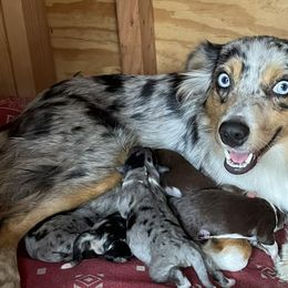 Miniature Australian Shepherds from South Texas Mini Aussies