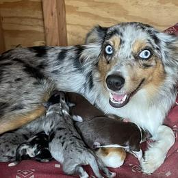 Miniature Australian Shepherds from South Texas Mini Aussies