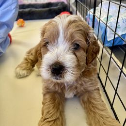 Cavapoo and Cockapoo Puppies from Benji’s Cockapoos