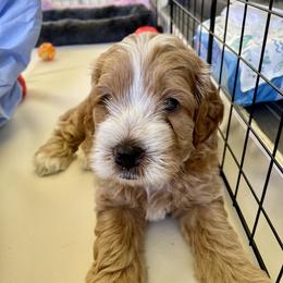Cavapoo and Cockapoo Puppies from Benji’s Cockapoos