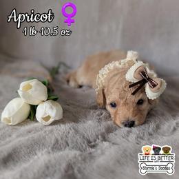 Sansa - Cream female Goldendoodle puppy in Rockledge, Florida from Bellady's Shihpoos