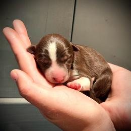 Kiwi - White and red female Border Collie puppy in North Lakeport, California from Wild Rose Ranch