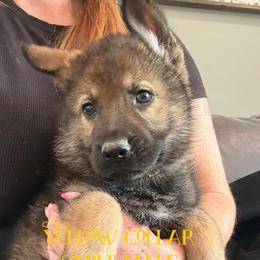 Yellow collar - Sable male German Shepherd puppy in Canterbury, Connecticut from Nachtwaechter German Shepherds, LLC