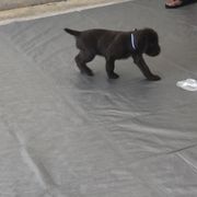Pudelpointer Puppies from On a hunt kennels