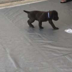 Pudelpointer Puppies from On a hunt kennels