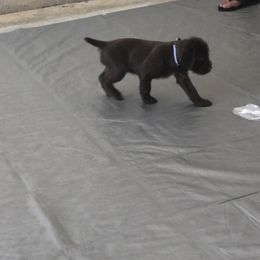 Pudelpointer Puppies from On a hunt kennels