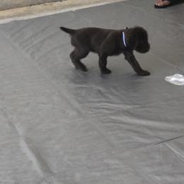 Pudelpointer Puppies from On a hunt kennels