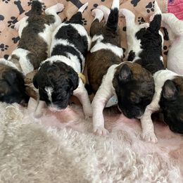 Poodle Puppies from Encantos Standard Poodles PR