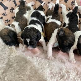 Poodle Puppies from Encantos Standard Poodles PR