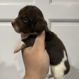 Jade - Piebald female Dachshund puppy in Fort Myers, Florida from Lady Margery’s Dachshunds