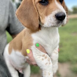 Beagle Puppies from Bluebonnet Kennels