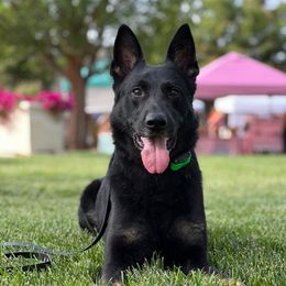 Ezio Von Hanrahaus - Bi-color male German Shepherd puppy in Canyon, Texas from The Iron Canine