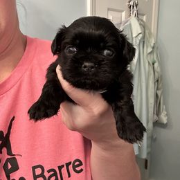 Batman - Black male Shih Tzu puppy in North Carolina from PAWSitive Breeders of the Carolinas