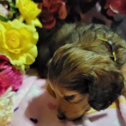 Dachshund Puppies from CLARK'S BREEDING PROGRAM