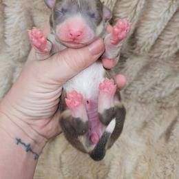 Ginny - Blue female Pembroke Welsh Corgi puppy in Orrtanna, Pennsylvania from Mountain Top Shepherd's