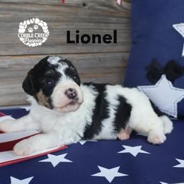 Lionel - Black and white male Bernedoodle puppy in Heyworth, Illinois from Cobble Creek Puppies