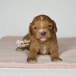 Silk - Red female Cavapoo puppy in Nashville, Arkansas from Rocky Road Puppies