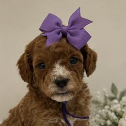Purple bow - Red female Cavapoo puppy in Waskom, Texas from Pearls & Curls doodles & poodles