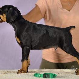 Green collar boy - Black and rust male Doberman Pinscher puppy in Santa Clarita, California from Riviera Dobermans