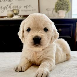 Pick4 - Light golden female Golden Retriever puppy in Deer Lodge, Tennessee from SelahGold