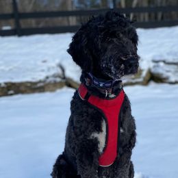 Ruthie - Sheepadoodle