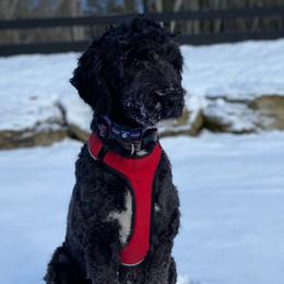 Ruthie - Sheepadoodle