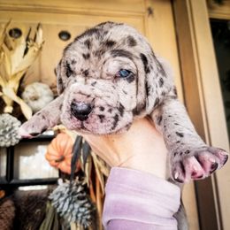 Great Dane Puppies from Pepper Mae Danes
