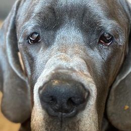 Great Danes from Indigo Blu Danes