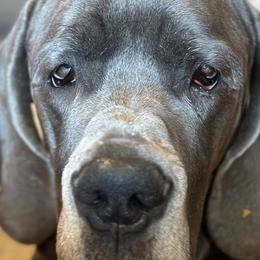 Great Danes from Indigo Blu Danes