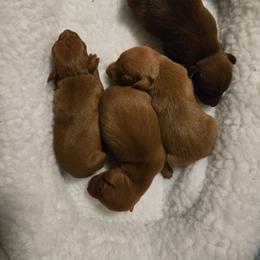 Chili - Stag red female Miniature Pinscher puppy in Bourbon, Missouri from Eriphos Farm Kennel