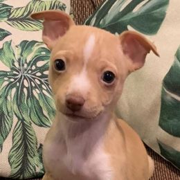 Rat Terriers from Ramirez Ratz