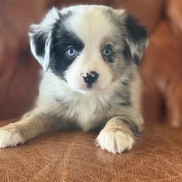 Atlantic🌊 - Blue merle male Miniature Australian Shepherd puppy in Granbury, Texas from Triple Cross Doodles