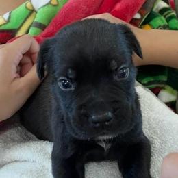 Violet - Black female Cane Corso puppy in San Isidro, Texas from MTZCC Ranch, LLC