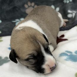 Oralia - White and fawn female Whippet puppy in West Plains, Missouri from Sycamore Ridge Puppies