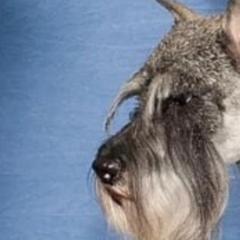 Standard Schnauzers from Braveheart Standard Schnauzers