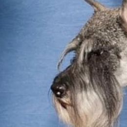 Standard Schnauzers from Braveheart Standard Schnauzers