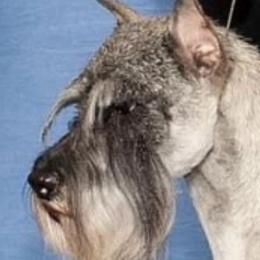 Standard Schnauzers from Braveheart Standard Schnauzers